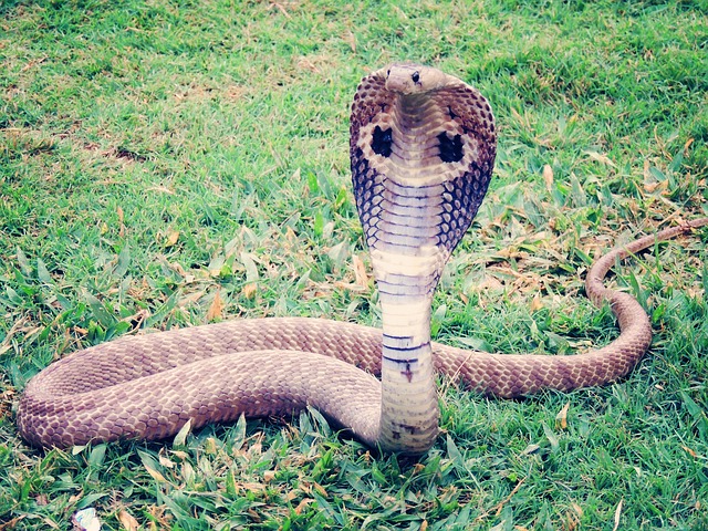 Home-of-Cobras